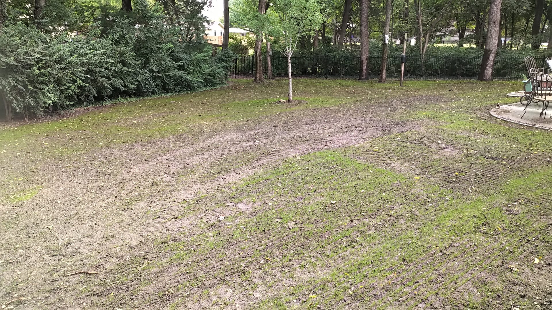 New grass starting to green up